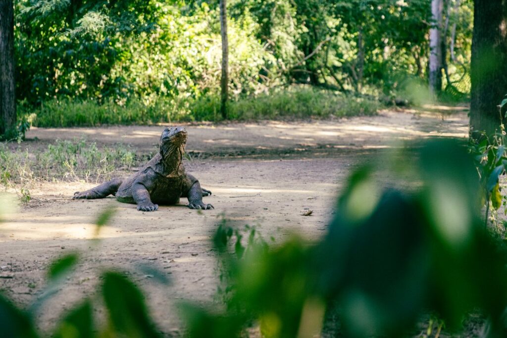 Komodo dragon on the island