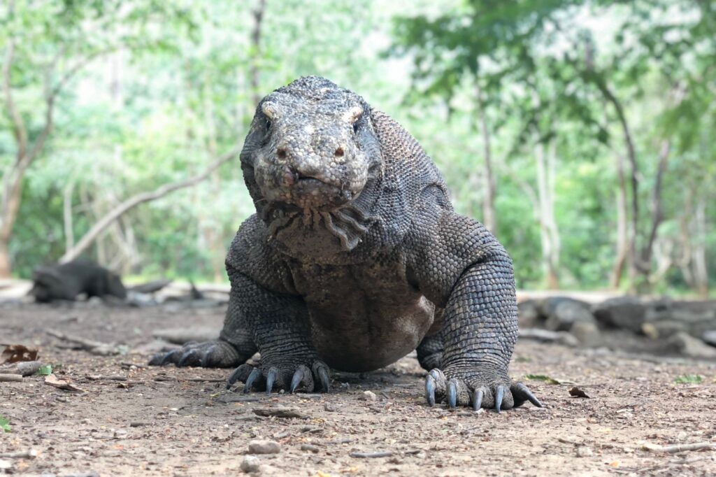 Komodo dragon