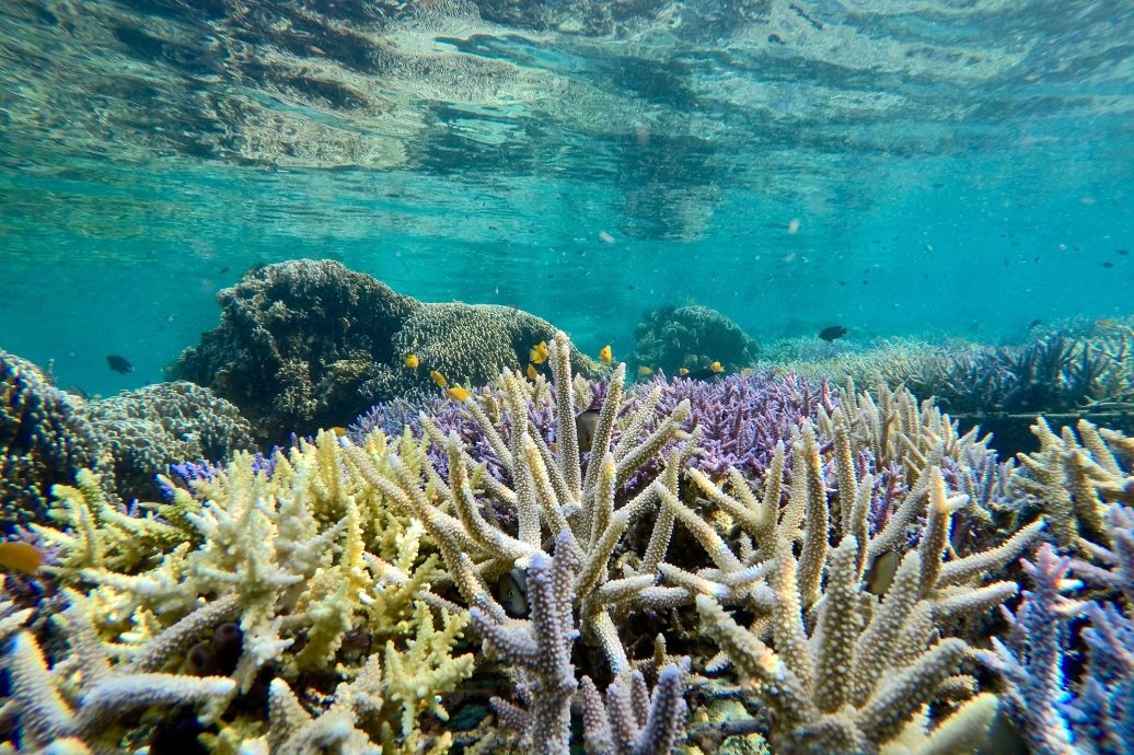 Coral on the house reef