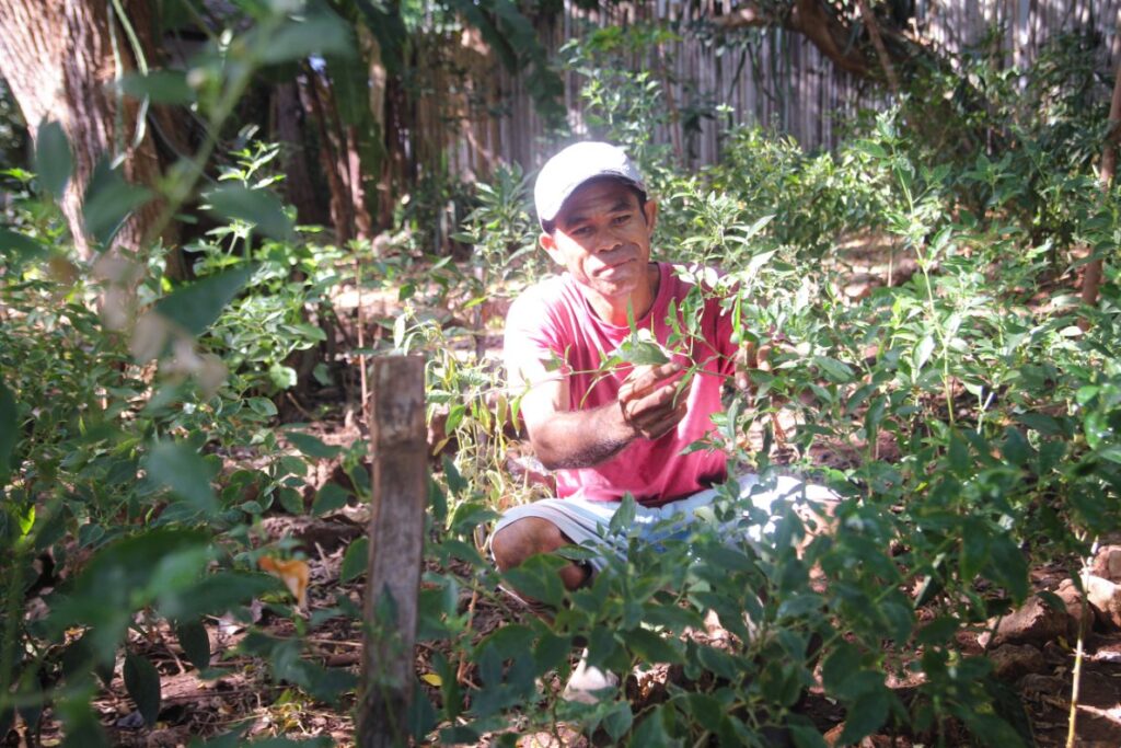 Permaculture garden