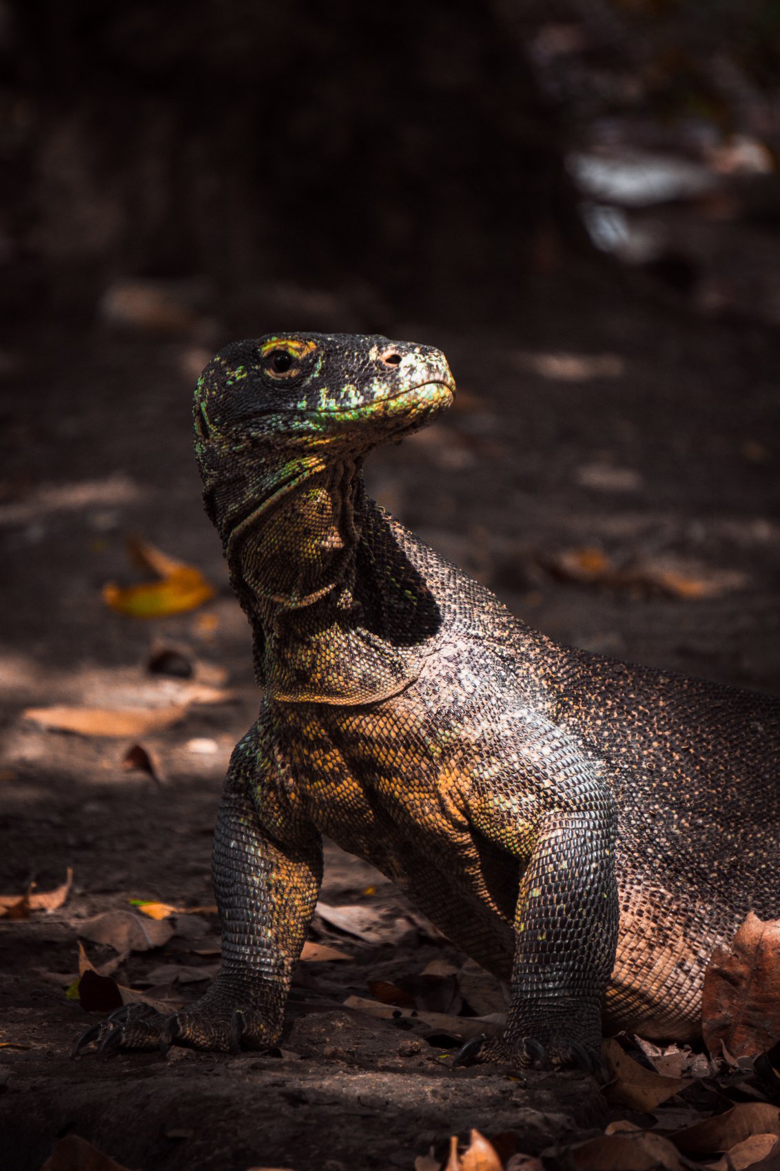 Komodo dragon close up