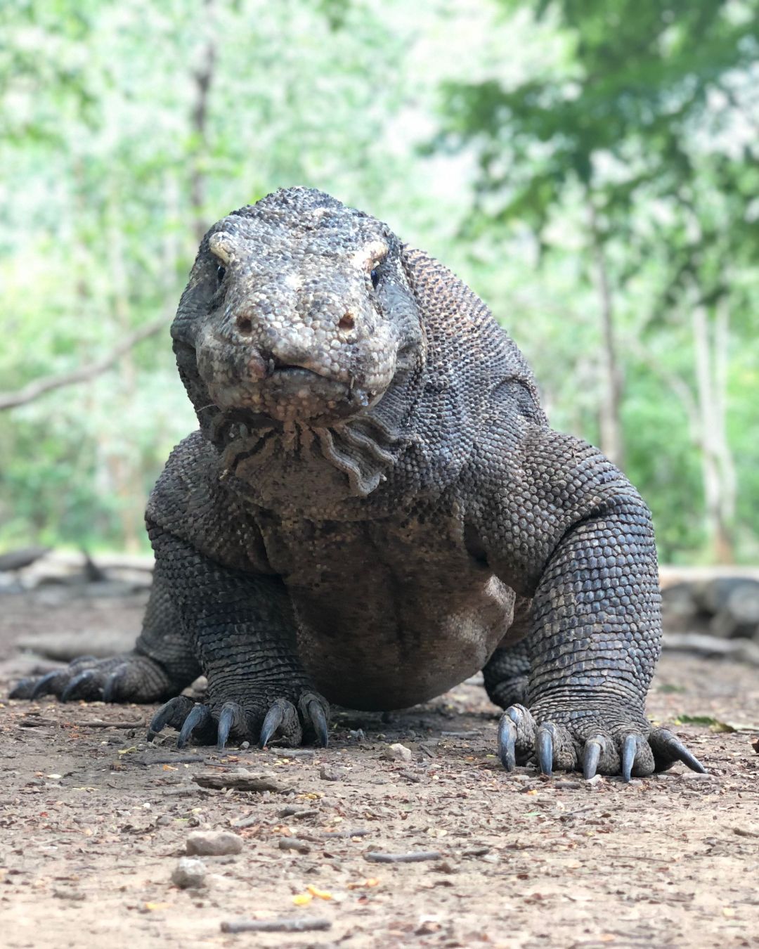 Komodo dragon trekking