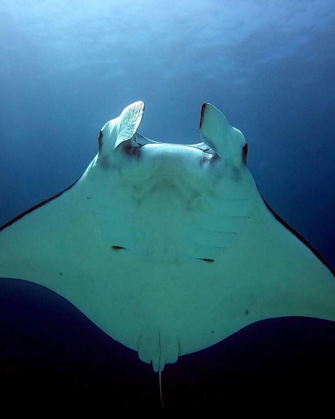 Manta ray